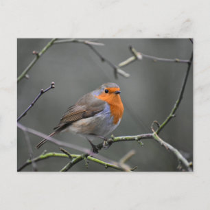 Carte Postale Rouge-gorge 