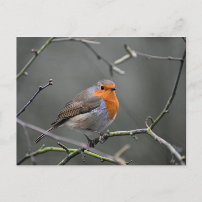 Carte Postale Rouge-gorge  (Devant)