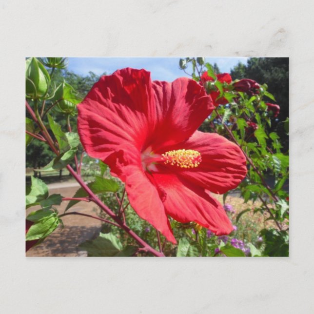Carte postale Rouge Hibiscus Macro (Devant)