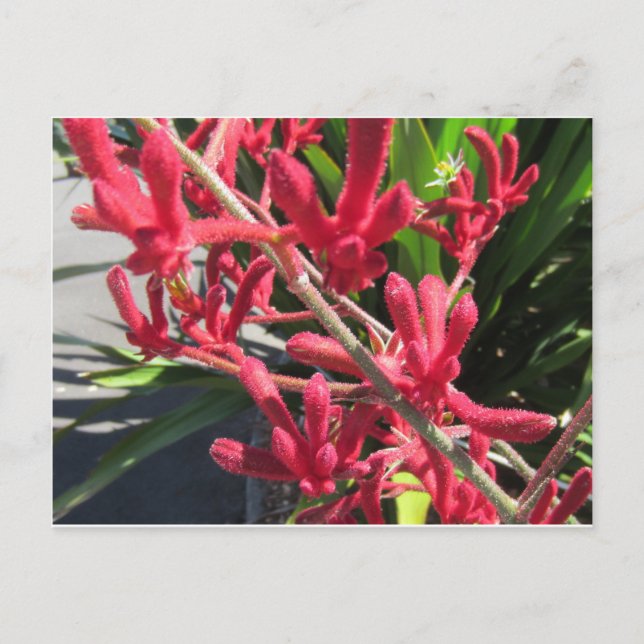 Carte Postale Rouge Kangaroo Paw (Devant)