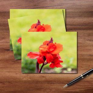 Carte Postale Rouge Lily