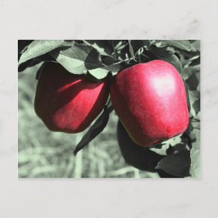 Carte postale Rouge Pommes noir blanc