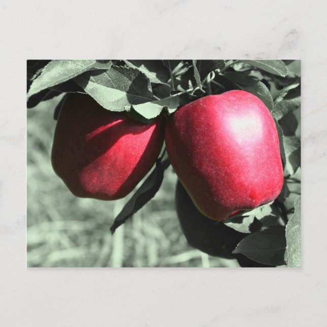 Carte postale Rouge Pommes noir blanc (Devant)
