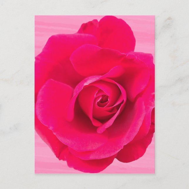 Carte Postale Rouge romantique Rose rose v2 (Devant)