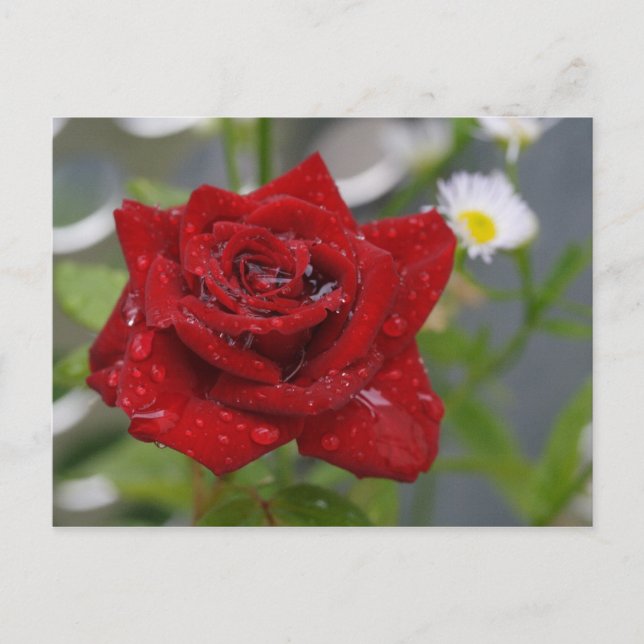 Carte Postale Rouge Rose Bud (Devant)