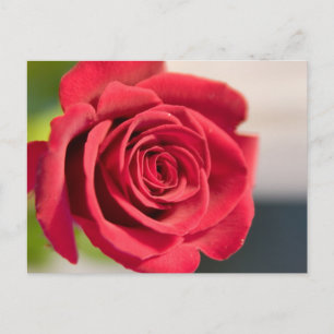 Carte Postale Rouge, rouge, rose