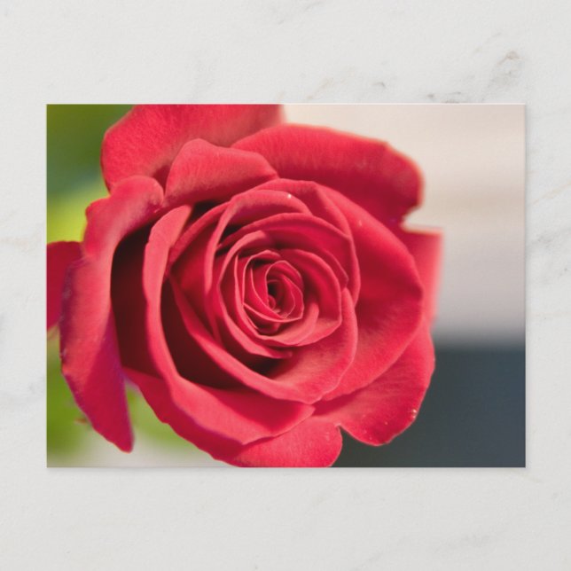 Carte Postale Rouge, rouge, rose (Devant)