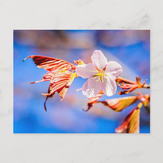 Carte Postale Rouge Sakura bleu ciel (Devant)