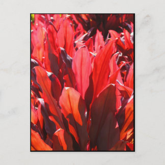 Carte Postale Rouge Ti