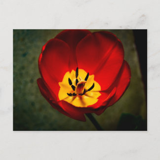 Carte postale rouge Tulip