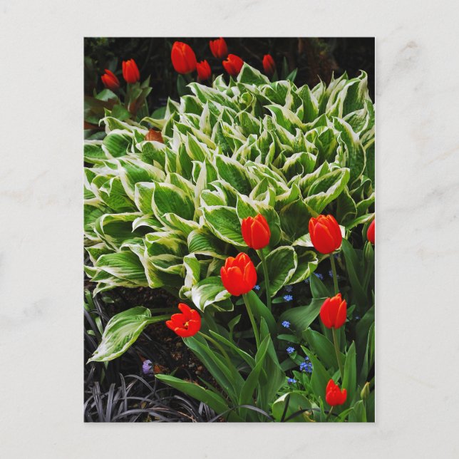 Carte postale rouge tulipes et hosta plante (Devant)