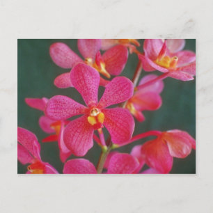 Carte Postale Rouge Une orchidée fleurs hybrides