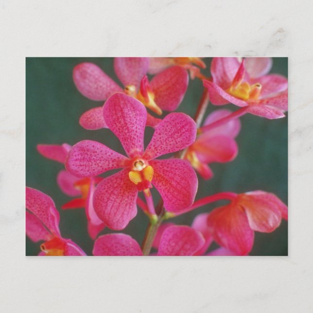 Carte Postale Rouge Une orchidée fleurs hybrides (Devant)