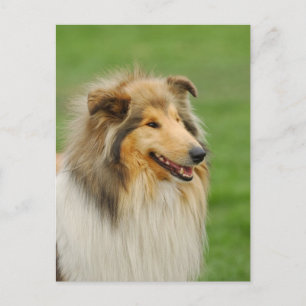 Carte Postale Rough Collie