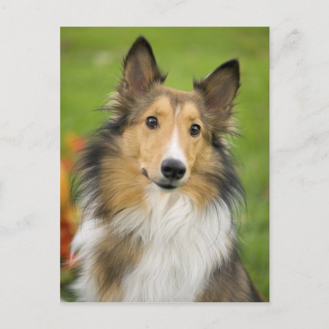 Carte Postale Rough Collie, dog, animal (Devant)
