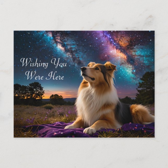 Carte Postale Rough Collie Under the Stars (Devant)