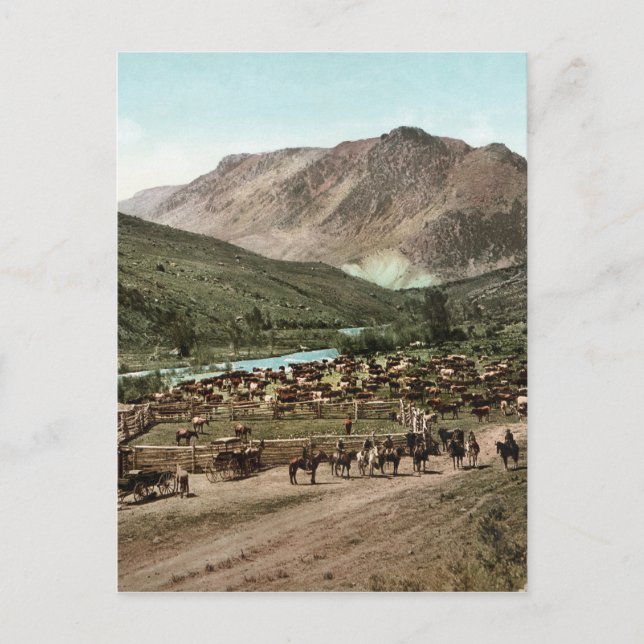 Carte Postale Round Up (Colorado, 1898) (Devant)
