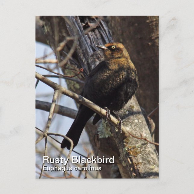 Carte postale Rousty Blackbird (Devant)
