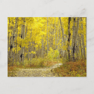 Carte Postale Route avec couleurs d'automne et trembles à Kebler