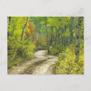Carte Postale Route avec couleurs d'automne et trembles à Kebler
