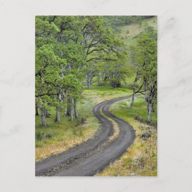 Carte Postale Route de campagne à travers les arbres, Oregon (Devant)