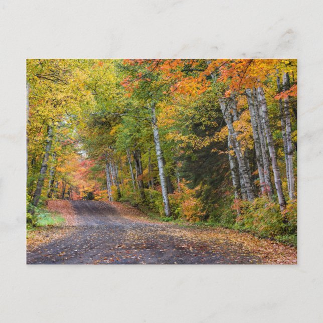 Carte Postale Route de gravier jonchée de feuilles avec couleurs (Devant)