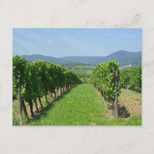 Carte Postale Route de Vins d'Alsace