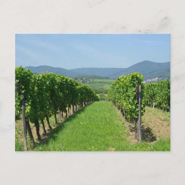Carte Postale Route de Vins d'Alsace (Devant)