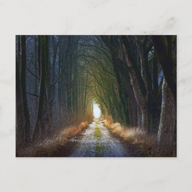 Carte Postale Route forestière 3 (Devant)