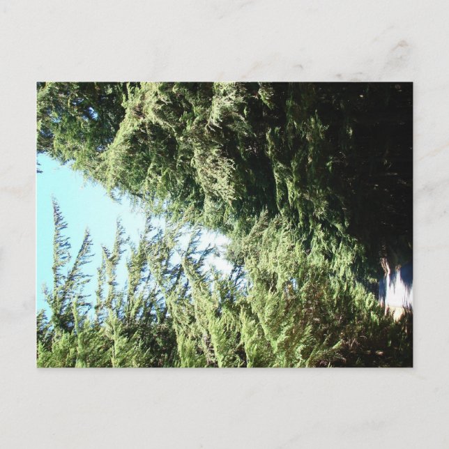 Carte Postale Route forestière Parc d'état de Moran (Devant)