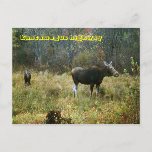 Carte Postale Route Kancamagus Moose White Mounts