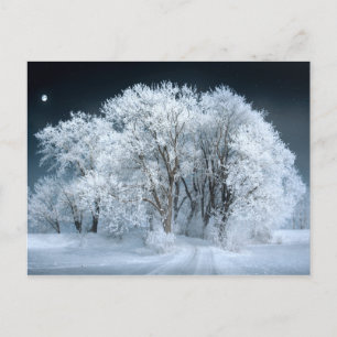 Carte Postale Route neigeuse à travers les arbres gelés