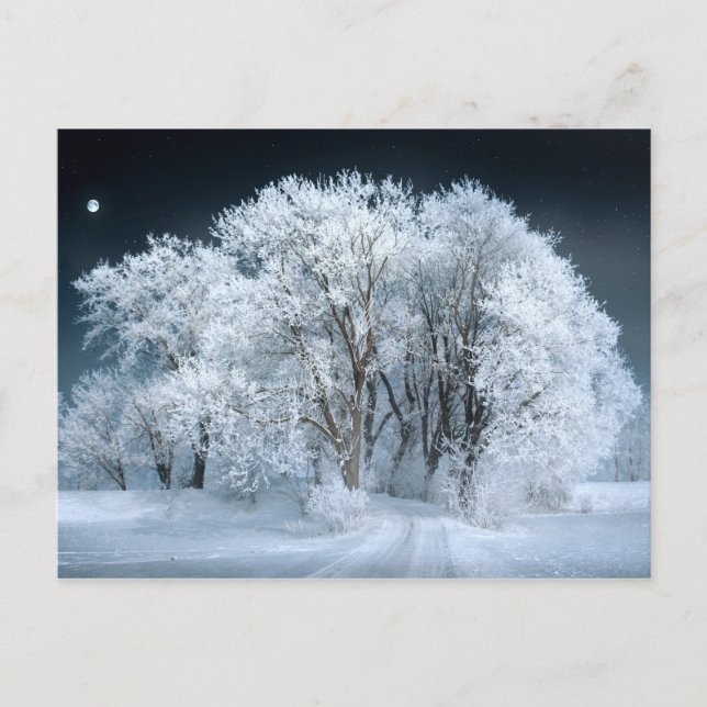 Carte Postale Route neigeuse à travers les arbres gelés (Devant)