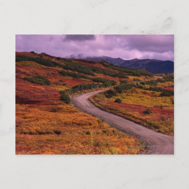 Carte Postale Route serpentant les collines du Denali National (Devant)