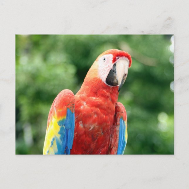 Carte Postale roux (Devant)