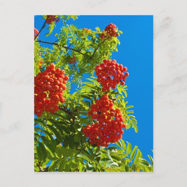 Carte Postale Rowan avec baies rouges (Devant)