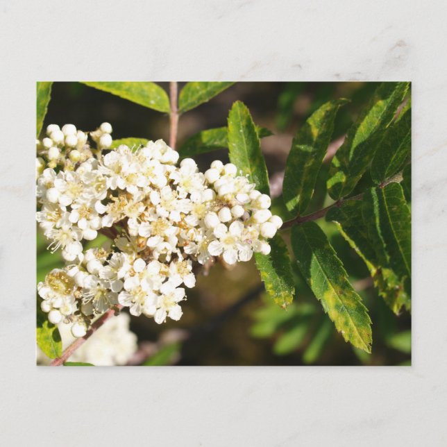 Carte Postale Rowan en fleurs (Devant)