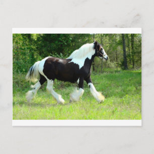 Carte Postale Roxie