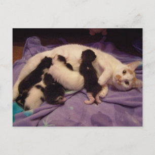 Carte postale Roxy avec chattes