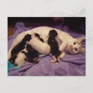 Carte postale Roxy avec chattes