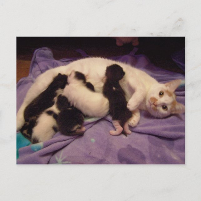 Carte postale Roxy avec chattes (Devant)