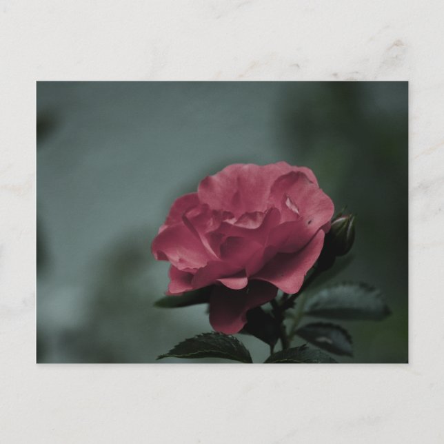 Carte postale Royal Blush (Devant)
