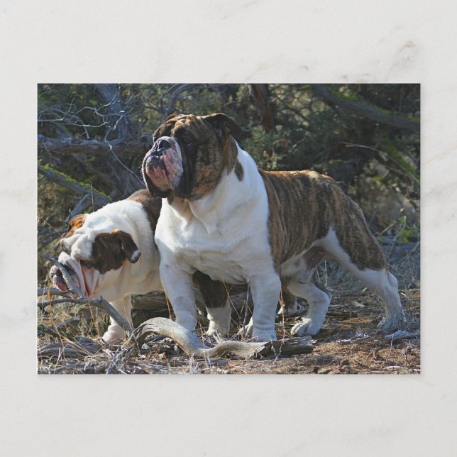 Carte postale Royal Bulldogs (Devant)
