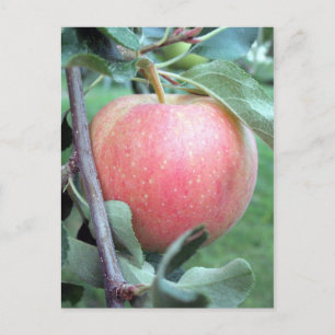 Carte Postale Royal Gala Apple