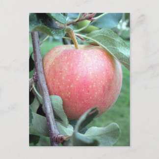 Carte Postale Royal Gala Apple