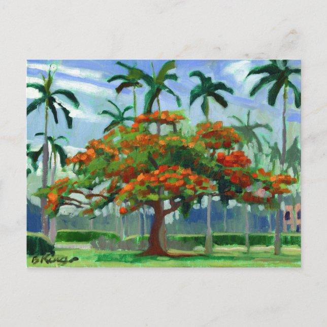 Carte postale Royal Poinciana (Devant)