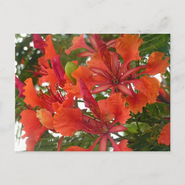 Carte postale Royal Poinciana Flower (Devant)