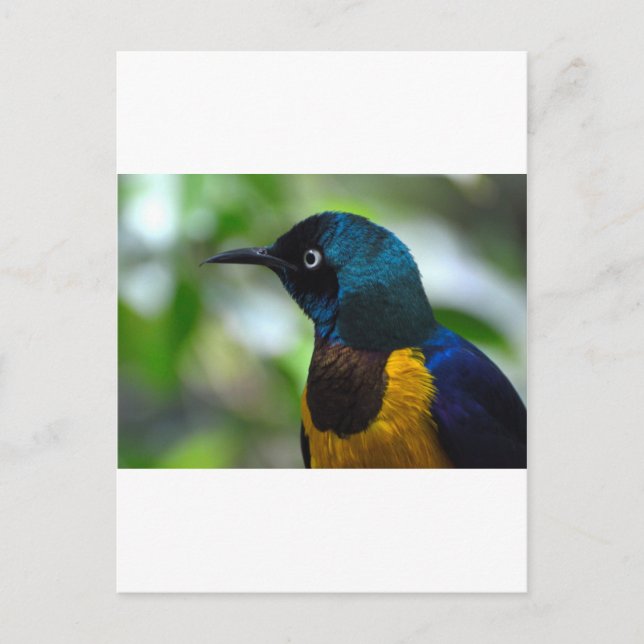 Carte Postale Royal Starling (Devant)