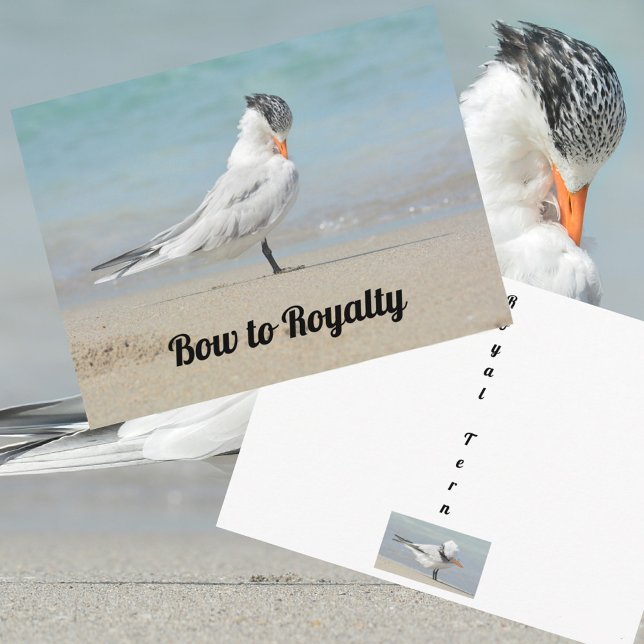 Carte Postale Royal Tern Bow to Pourcentage Funny Photographie (Créateur téléchargé)