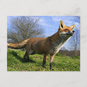 Carte Postale Royaume-Uni, Angleterre. Renard roux Vulpes vulpes